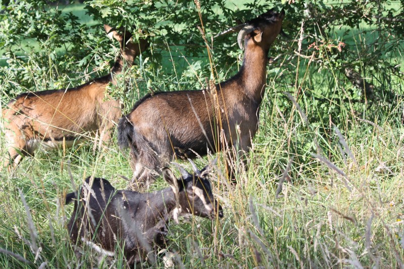goat-bloat